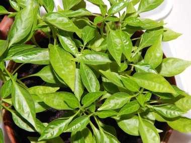 Bitki ve Bahçe çiçek dikim tarım