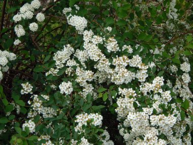 Bitki ve Bahçe çiçek dikim tarım
