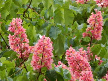 Bitki ve Bahçe çiçek dikim tarım