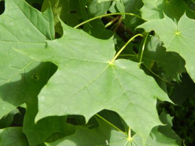 Bitki ve Bahçe çiçek dikim tarım