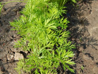 Bitki ve Bahçe çiçek dikim tarım