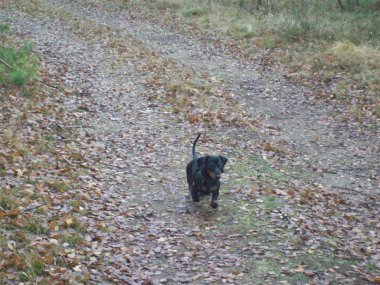 Bir çevrenin ve doğanın arka planındaki hayvanlar