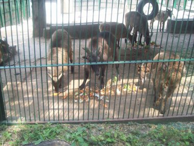 Bir çevrenin ve doğanın arka planındaki hayvanlar