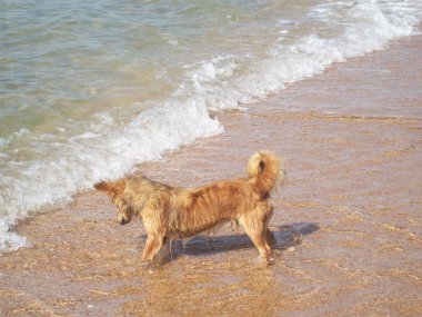 Mongrel dog bathes in the sea