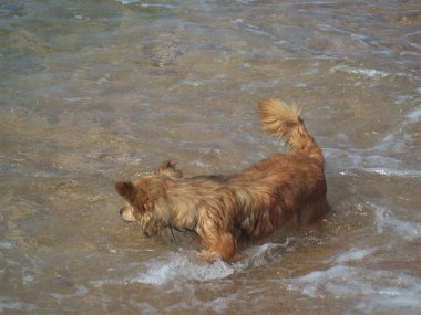 Mongrel dog bathes in the sea