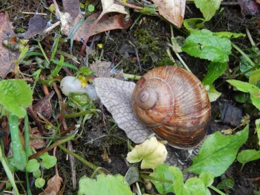 Bir çevrenin ve doğanın arka planındaki hayvanlar