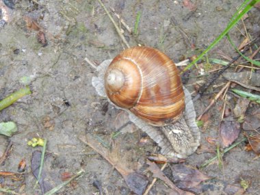 Bir çevrenin ve doğanın arka planındaki hayvanlar