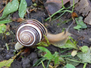 Bir çevrenin ve doğanın arka planındaki hayvanlar
