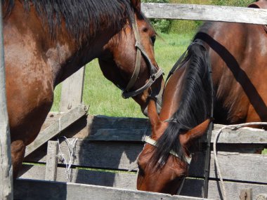 Bir çevrenin ve doğanın arka planındaki hayvanlar