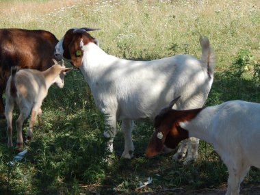 Bir çevrenin ve doğanın arka planındaki hayvanlar