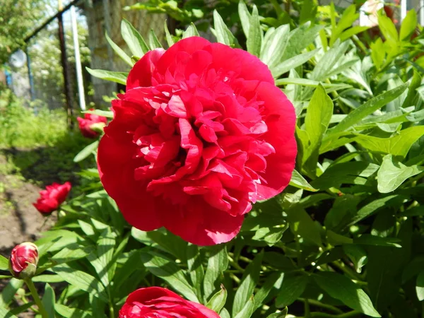 Agricultura Plantio Plantas Flores Jardim — Fotografia de Stock