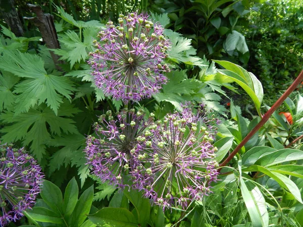 农业种植植物和园林花卉 — 图库照片