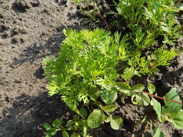 Jordbruk Plantera Växter Och Trädgård Blommor — Stockfoto