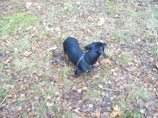 Tiere Vor Dem Hintergrund Eines Geheges Und Der Natur — Stockfoto