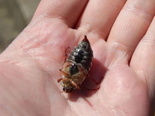 Chafer Beetle Sitting Human Hand — Stock Photo, Image