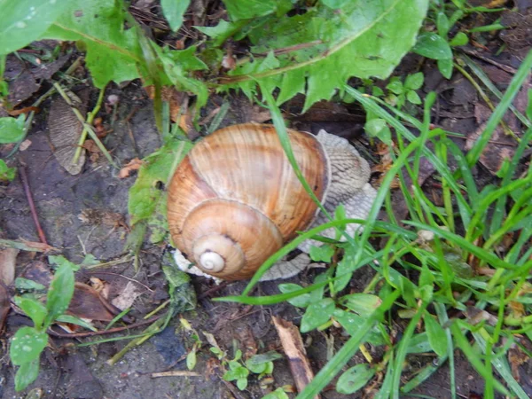 Zwierzęta Tle Pomieszczenia Natury — Zdjęcie stockowe