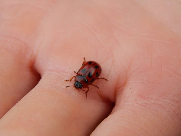 Tiere Vor Dem Hintergrund Eines Geheges Und Der Natur — Stockfoto