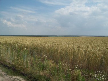 Alan şehir, tarım tesisleri dışında