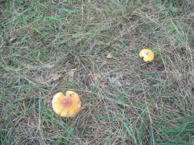 Kızıl sinek agarics ormanda büyümek