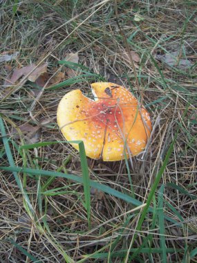 Kızıl sinek agarics ormanda büyümek