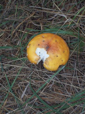 Kızıl sinek agarics ormanda büyümek