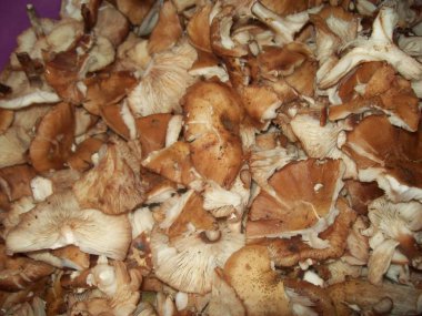 Mushrooms autumn honey in the vegetarian food