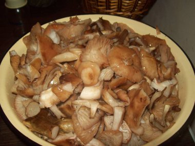 Mushrooms autumn honey in the vegetarian food