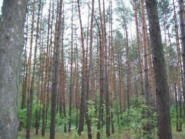 Orman kırsal, ağaçlar ve çalılar