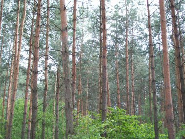 Orman kırsal, ağaçlar ve çalılar