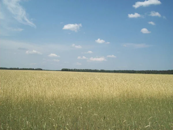 Területen Kívül Város Mezőgazdasági Üzemek — Stock Fotó