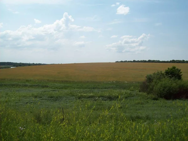 Dziedzinie Poza Miastem Rolnictwo Rośliny — Zdjęcie stockowe