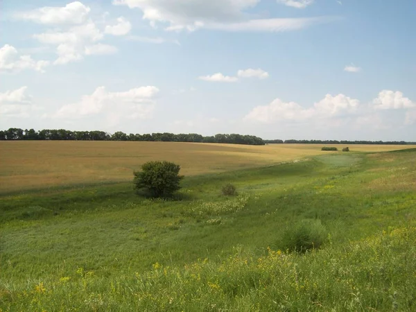 Dziedzinie Poza Miastem Rolnictwo Rośliny — Zdjęcie stockowe