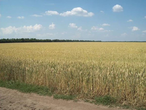 Fältet Utanför Staden Jordbruk Växter — Stockfoto