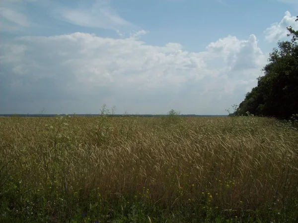 Feld Außerhalb Der Stadt Landwirtschaftliche Betriebe — Stockfoto