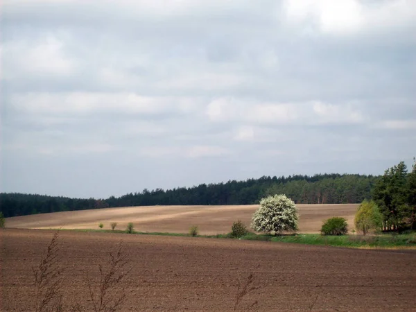 Pole Městem Zemědělství Rostliny — Stock fotografie