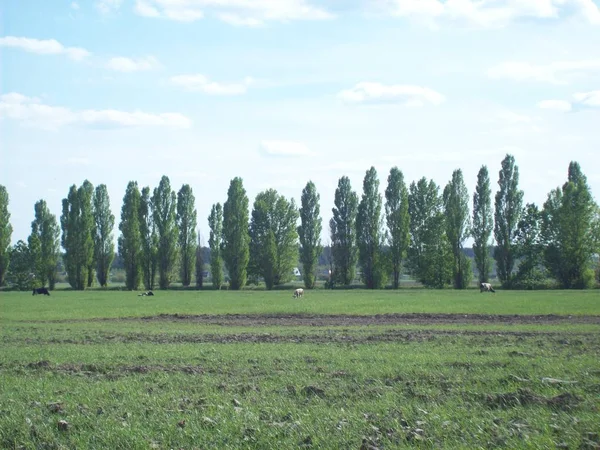 Feld Außerhalb Der Stadt Landwirtschaftliche Betriebe — Stockfoto