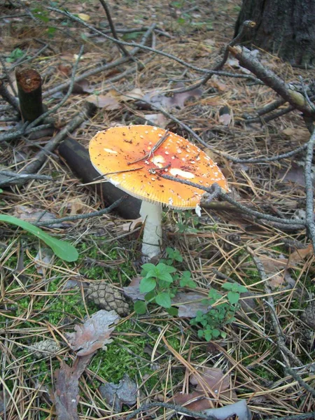 Kızıl sinek agarics ormanda büyümek