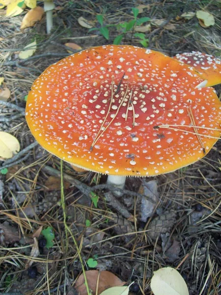 Kızıl sinek agarics ormanda büyümek