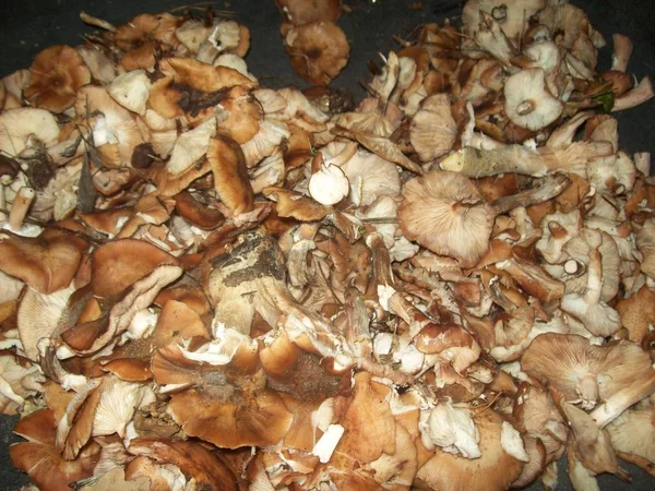 Mushrooms Autumn Honey Vegetarian Food — Stockfoto