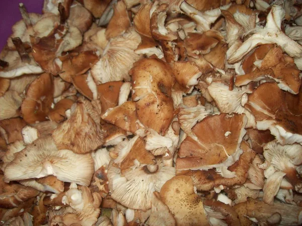 Mushrooms autumn honey in the vegetarian food