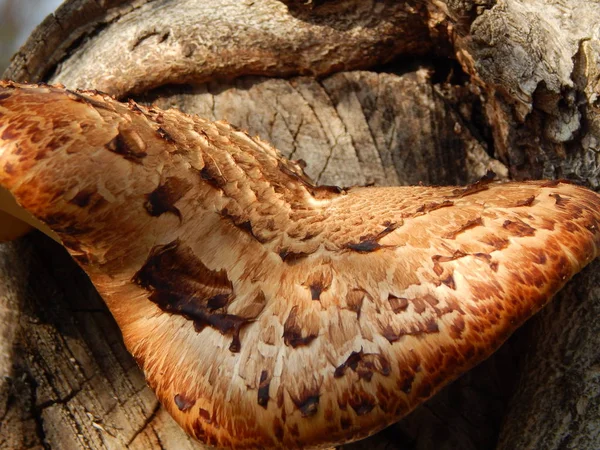Pilz Wächst Auf Einem Baum Wald — Stockfoto