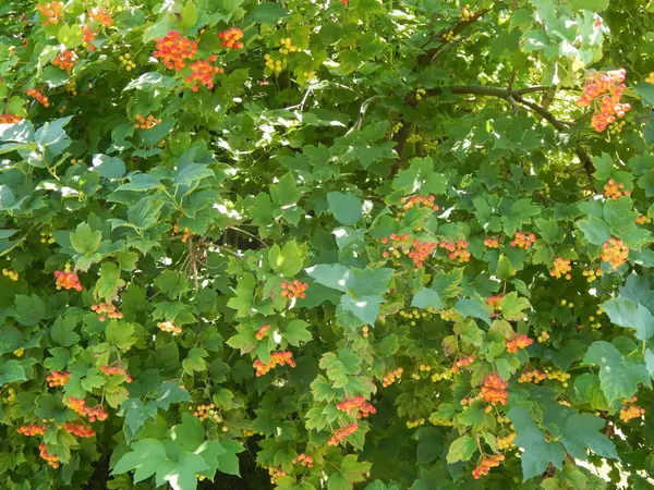 Voedsel Stopt Verse Groenten Fruit — Stockfoto