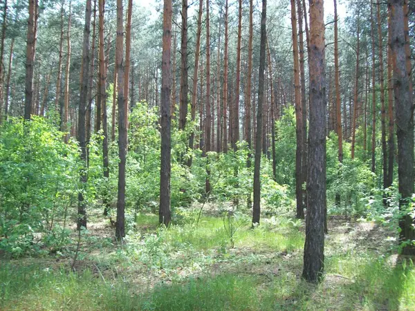 Bosque Campo Árboles Arbustos — Foto de Stock