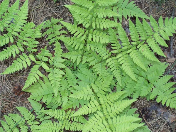 Orman kırsal, ağaçlar ve çalılar