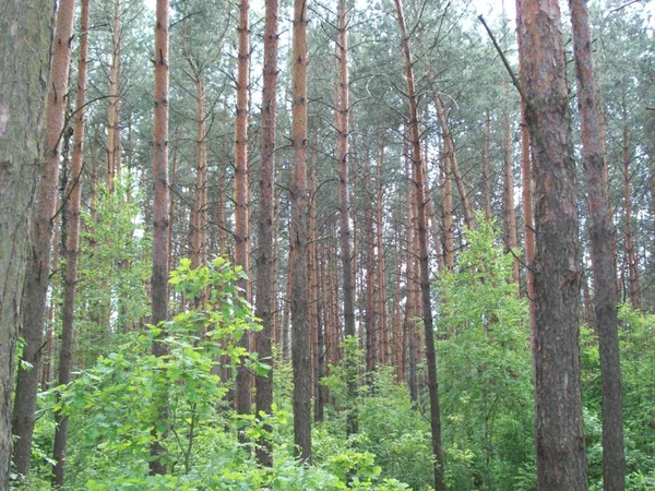 Forest Het Platteland Bomen Struiken — Stockfoto