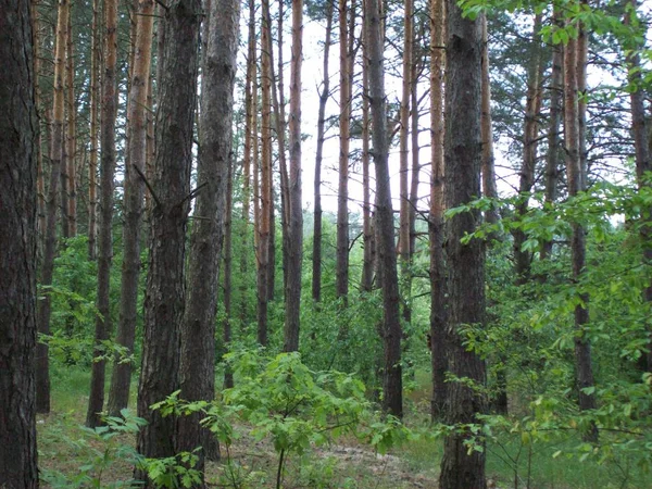 Orman kırsal, ağaçlar ve çalılar