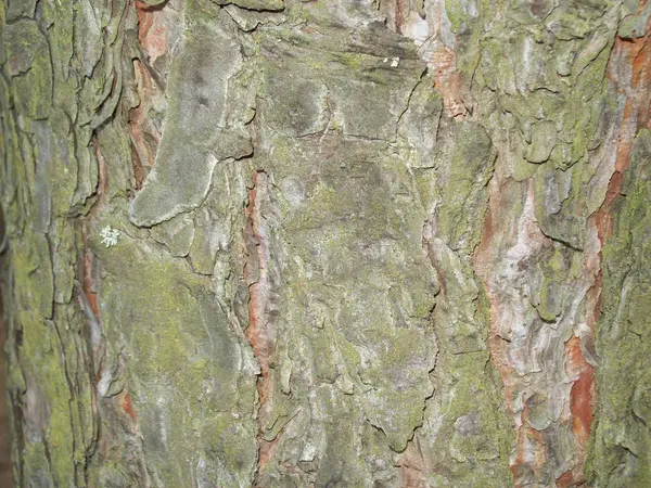 Floresta Campo Árvores Arbustos — Fotografia de Stock