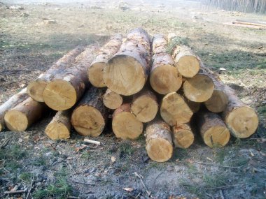 Deforestation of trees and forests