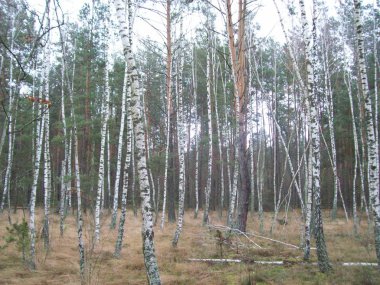 Orman kırsal, ağaçlar ve çalılar