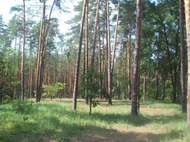 Orman kırsal, ağaçlar ve çalılar